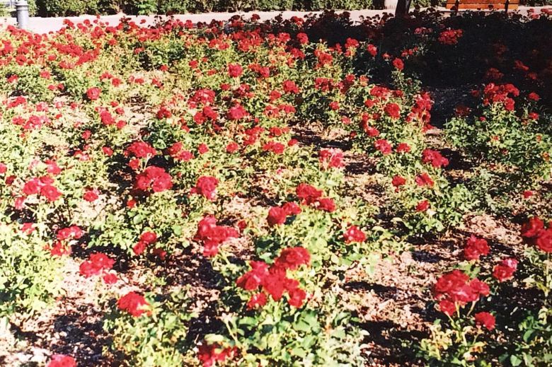 f7eddc77-4c15-4d19-9509-458404e28024